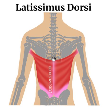 Illustration for Latissimus dorsi. Anatomy of the back muscles. Medical poster. Vector illustration - Royalty Free Image