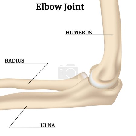 Illustration for Rendering of the elbow joint with description. Medical poster. Vector illustration - Royalty Free Image