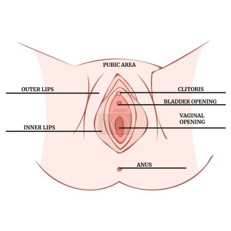 Illustration for Annatomy of the female vagina with a description, infographics. Medical poster. Vector illustration - Royalty Free Image