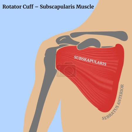 Illustration for Rotator cuff, subscapularis muscle. The structure of the muscles of the human scapula. Medical poster with human torso and skeleton. Vector illustration. - Royalty Free Image