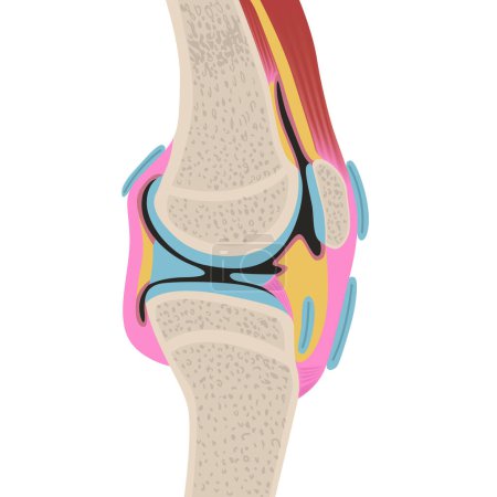 Illustration for Anatomy of the human knee joint. Sectional view of the leg. Medical design. Vector illustration. - Royalty Free Image