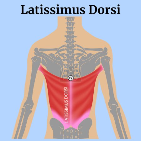 Illustration for Latissimus dorsi muscle on a blue background with skeleton. Human torso, silhouette. Medical design. Vector illustration. - Royalty Free Image
