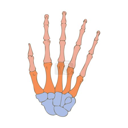 Human hand bones. Medical design. Vector illustration.