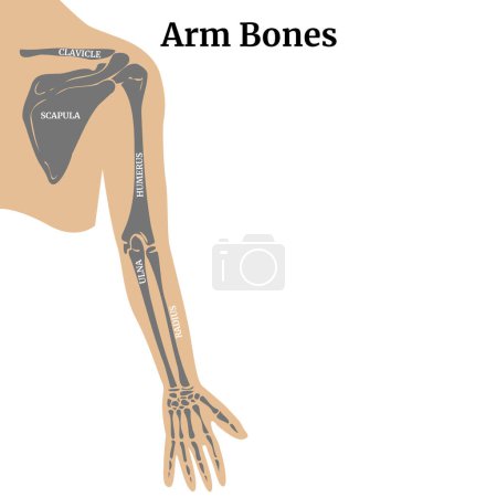 Anatomía de los huesos del sistema musculoesquelético. Estructura de los huesos del brazo con la escápula y la clavícula. Ilustración vectorial