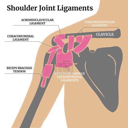 Ligaments of the shoulder joint. Infographics with bones and tendons. Medical poster. Vector illustration