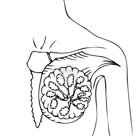 Ilustración de Anatomía de la mama femenina. Esquema minimalista con líneas negras simples. Ilustración vectorial aislada - Imagen libre de derechos