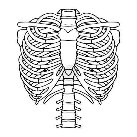 Drawing of the shoulder girdle and ribs of a person. Medical minimalistic scheme. Vector illustration