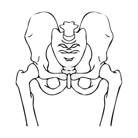 Illustration for Drawing of human pelvic bones. Medical minimalistic scheme. Vector illustration - Royalty Free Image