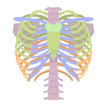 Concept squelette pour la conception médicale. Côtes humaines avec des sections marquées. Affiche médicale. Illustration vectorielle isolée