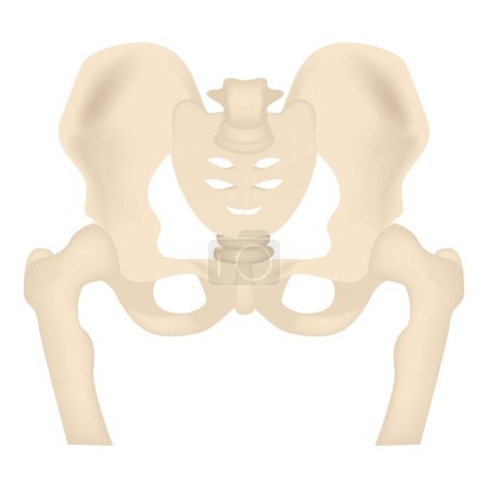 Rendering of human pelvic bones. Skeleton concept for medical design. Vector illustration
