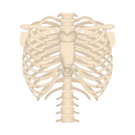 human ribs, chest. Human anatomy. Medical poster. Vector illustration