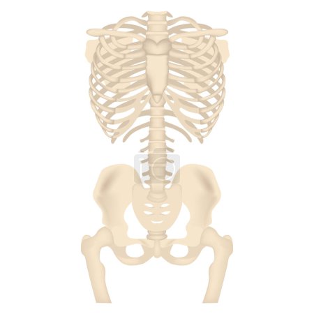 Squelette humain, rendu 3D. Côtes et articulation de la hanche sur fond blanc. Affiche médicale. Illustration vectorielle isolée