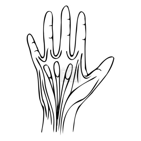 ligamentos de la mano con líneas negras simples. Ilustración vectorial