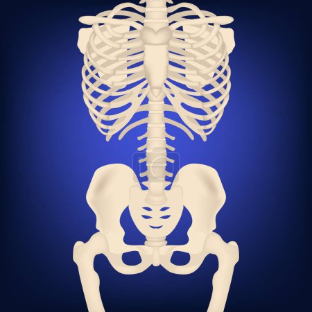 Ilustración de Cartel médico. Ilustración realista del esqueleto humano. Anatomía de la cintura del hombro, pecho y región de la cadera. Ilustración vectorial sobre fondo azul brillante - Imagen libre de derechos