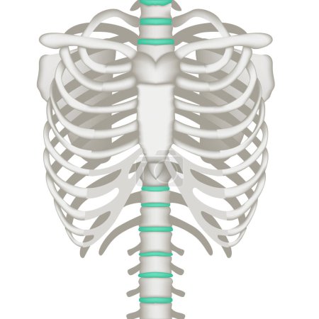 Anatomie menschlicher Knochen. Wirbelsäule und Rippen. Ralistisches Rendering für medizinische Infografiken und Design. Vektorillustration