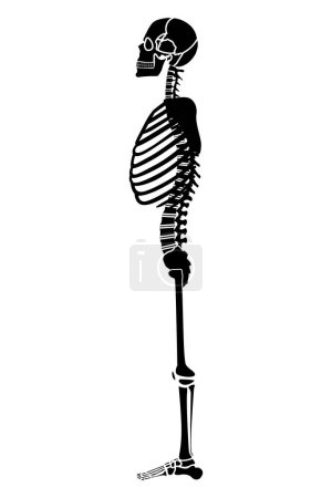 Ilustración de Esqueleto humano de cuerpo entero. Ilustración vectorial minimalista. - Imagen libre de derechos