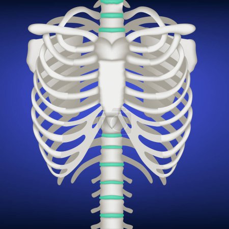 Realistic 3D illustration of human ribs, chest on a blue background. Vector, medical poster