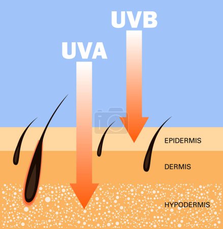 Illustration for Skin compare , Protect both UVA and UVB, ultraviolet comparison - Royalty Free Image