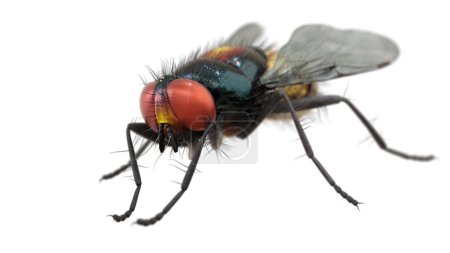 Téléchargez les photos : Rendu 3D pose de mouche animale. Macro gros plan, insecte, sale. - en image libre de droit
