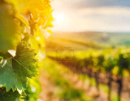 Serene beauty of a vineyard, showcasing rows of grapevines under the soft glow of sunlight, highlighting natures meticulous arrangement and the promise of bountiful harvests