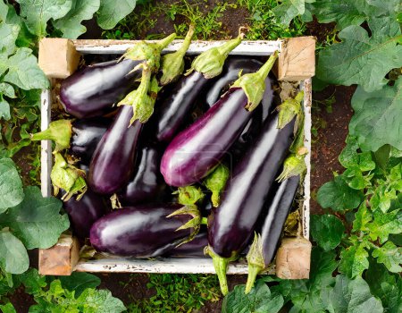 Overhead view of ripe eggplants in a wooden crate surrounded by plant leaves on the soil, depicting organic farming