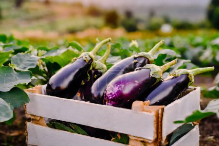 Freshly harvested eggplants in a rustic wooden crate, set against a lush farm with verdant plants and a cloudy sky backdrop