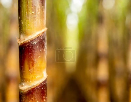 A detailed close-up shot capturing the vibrant purple hues of sugar cane stalks with a blurry background highlighting the natural beauty