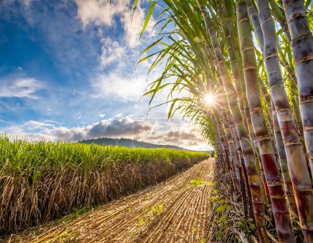 A scenic view of a lush sugarcane field with sunbeams piercing through the towering plants against a vivid blue sky with clouds