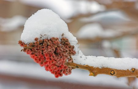 Téléchargez les photos : Rhus typhina ou branche de sumac avec fleur et graines couvertes de neige en hiver - en image libre de droit