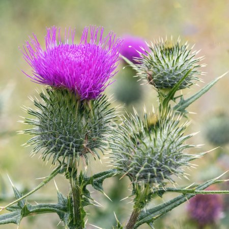 Cirsium vulgare blooms in summer in a garden meadow with a single flower, blurred background