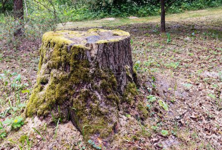 Photo for Side view of an old pine stump covered with moss on a sunny summer day in the park - Royalty Free Image