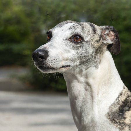 Dog Whippet - English Greyhound Porträt in der Natur an einem sonnigen Sommertag, verschwommener Hintergrund