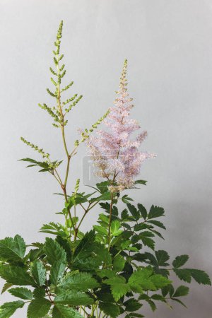 Foto de Planta de Astilbe, también llamada barba de cabra falsa, sobre un fondo gris con una sola flor en flor - Imagen libre de derechos