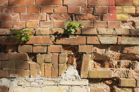 Photo for On the old crumbling masonry wall, two green trees grew in the sunlight - Royalty Free Image