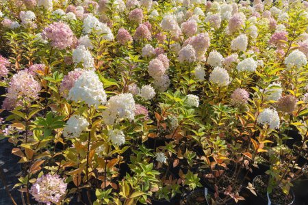 Hortensia paniculata blooming seedlings in pots in autumn for outdoor sale