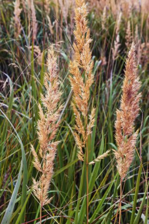 Téléchargez les photos : Agrostis gigantea top en prairie close up fond flou - en image libre de droit