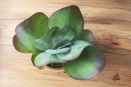 Photo for Beautifully shaped desert cabbage Kalanchoe tetraphylla in a room on a pine floor, top view - Royalty Free Image