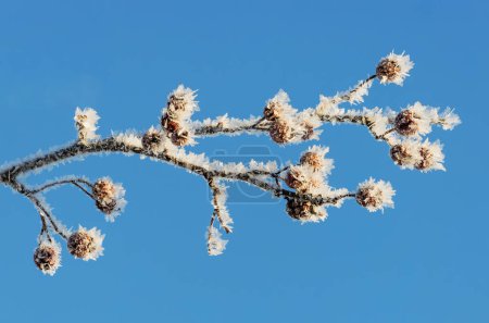 Eine schöne Nahaufnahme eines frostigen Astes vor einem klaren blauen Himmel an einem kalten Wintertag. Die zarten Frostkristalle, die sich an den Zweigen festklammern, schaffen eine magische und bezaubernde Szene.