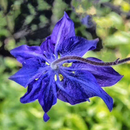 Schöne blühende blaue Stangenblume mit langem Stiel auf verschwommenem Hintergrund. Die Blüte ist nach unten gerichtet, ihre Blütenblätter sind weit geöffnet.