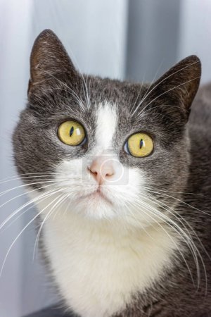 Eine grau-weiße Katze blickt nach vorn und zeigt ihre leuchtend gelben Augen vor einem weichen Hintergrund. Der wachsame Ausdruck und die detaillierte Fellstruktur der Katzen werden in natürlichem Licht eingefangen.