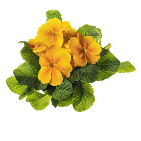 Primrose flowers yellow blossoms top view on white background isolated