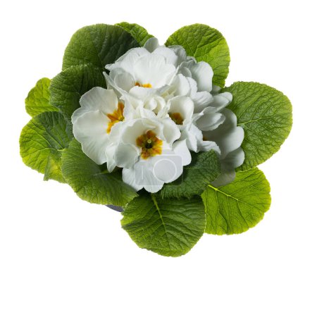 Top view of spring white primrose flowers isolated on white background