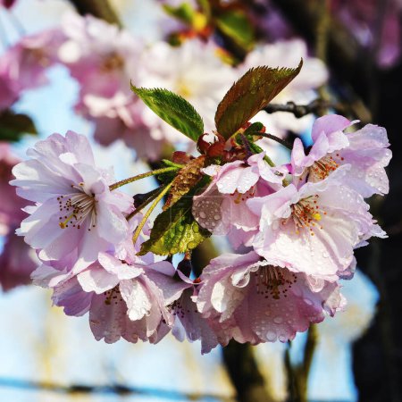Superbe gros plan de délicates fleurs de cerisier rose clair couvertes de gouttelettes d'eau. Mise au point sélective et fond flou.