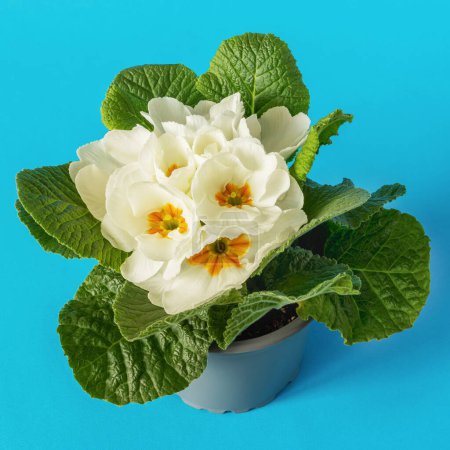 Top view of spring seedlings white primrose flowers on blue background
