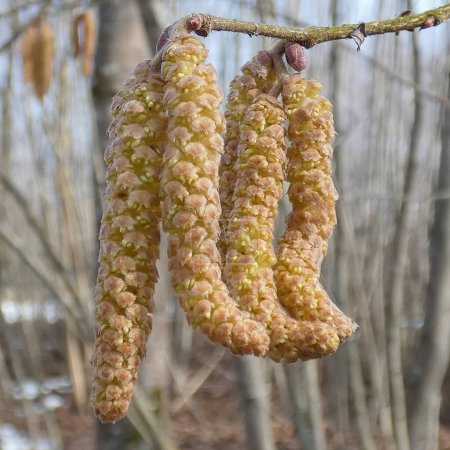 A cluster of pollen-laden hazel catkins dangles from a slender twig, their elongated forms gently swaying in the cool breeze of early spring, against a soft-focus backdrop of a woodland setting.