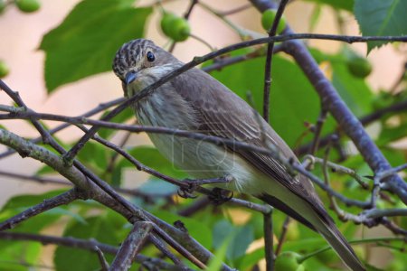 A young spotted flycatcher bird with spotted feathers is perched on a thin branch, its attentive gaze fixed on something beyond the frame, surrounded by shades of daylight and green foliage.