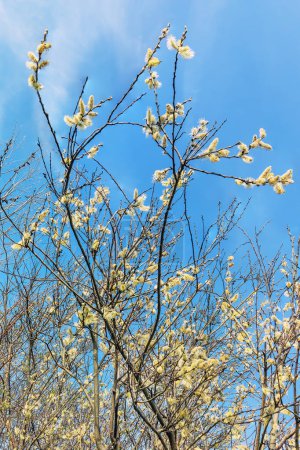 A spring flowering tree, the Pussy Willow enchants with its graceful catkins that bloom in the vigorous spring season, providing food for wildlife.