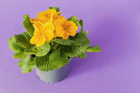 Photo for Primrose seedling with yellow flowers top view on purple background - Royalty Free Image