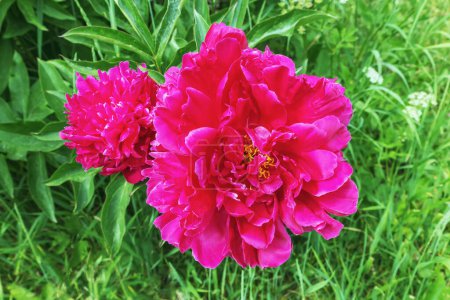 A close-up of two bright pink peonies, their full, ruffled petals and golden stamens, the fresh green foliage bringing out the natural beauty of the garden in spring.