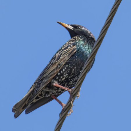 Colorful starling outdoors, sturnus vulgaris perched on power line against sky background